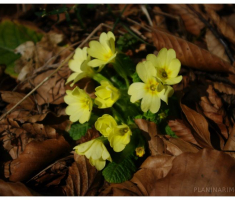 planinarimo_veseljko_009
