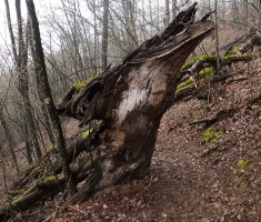 20250316_omanovac_trail_25km_053