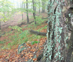 20161016_brezovo_polje_018