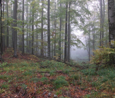 20161016_brezovo_polje_022