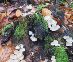 20161016_brezovo_polje_026