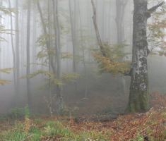 20161016_brezovo_polje_034