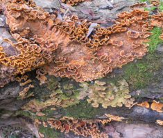 20161016_brezovo_polje_073