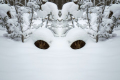 17.01.2021. - Frigidni pohod