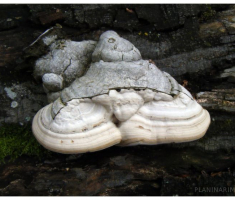 planinarimo_papuk_006