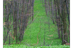 18.04.2010. Papuk