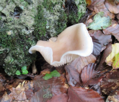 20151018_papuk_005