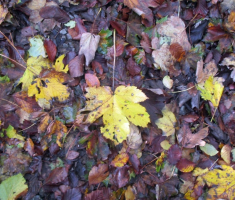 20151018_papuk_011