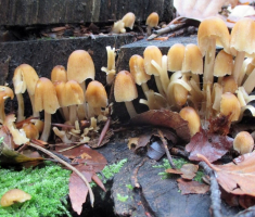 20151018_papuk_014