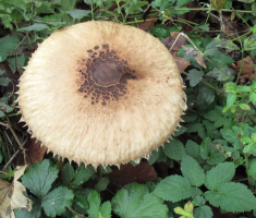 20151018_papuk_018