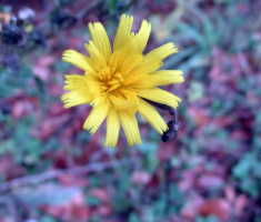 20151018_papuk_023