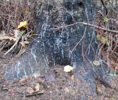 20151018_papuk_025