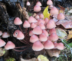 20151018_papuk_038