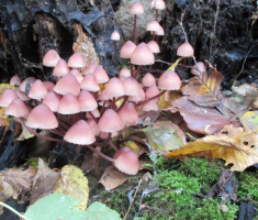 20151018_papuk_039