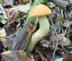 20151018_papuk_043