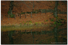 18.11.2012. - Papuk