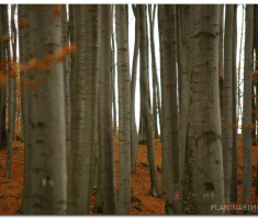 papuk_sapice_00015