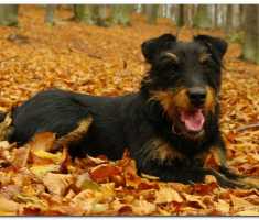 papuk_sapice_00016