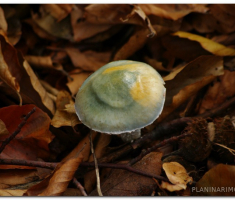 papuk_sapice_00017