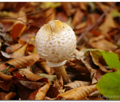 papuk_sapice_00023