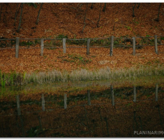 papuk_sapice_00032