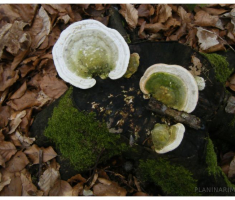 planinarimo_20140119_papuk_003