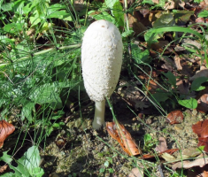 20141019_krndija_027
