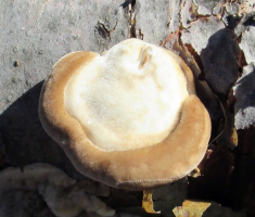 20141019_krndija_035