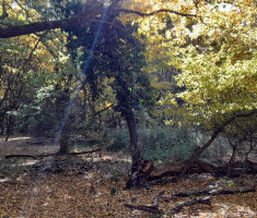 20251019_mecsek_003 20251019_mecsek_003