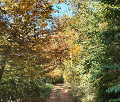 20251019_mecsek_014 20251019_mecsek_014