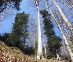 20160320_papuk_016