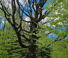 20240420_gorskim_kotarom_040