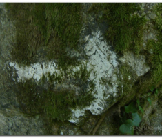 velika_radetina_papuk_00028