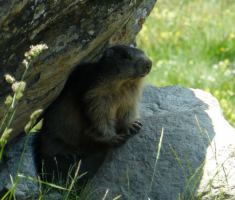 20-marmot