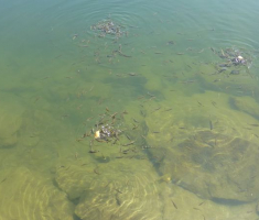 31-gladne-ribice