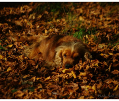 planinarimo_papuk20131020_007
