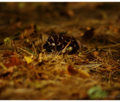 planinarimo_papuk20131020_012