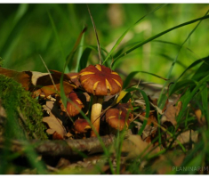 planinarimo_papuk20131020_013