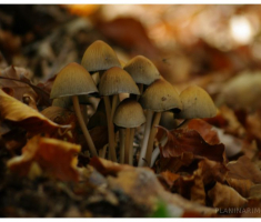 planinarimo_papuk20131020_014