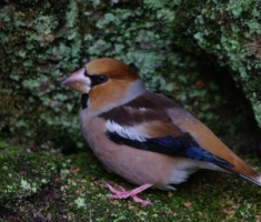 Papučka fauna