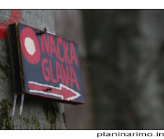Ivačka glava