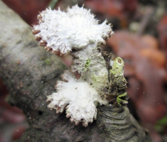 20151220_krndija_011