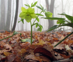 20151220_krndija_033