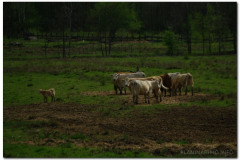 2012.04.22. - Papuk