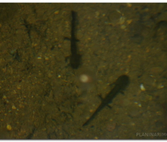 Papuk_220400012