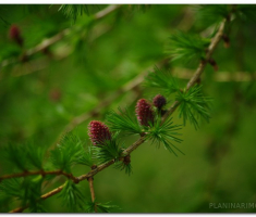 Papuk_220400013