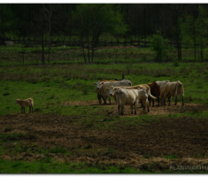 Papuk_220400033