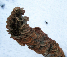 20150104_papuk_005