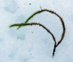 20150104_papuk_010