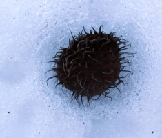 20150104_papuk_012